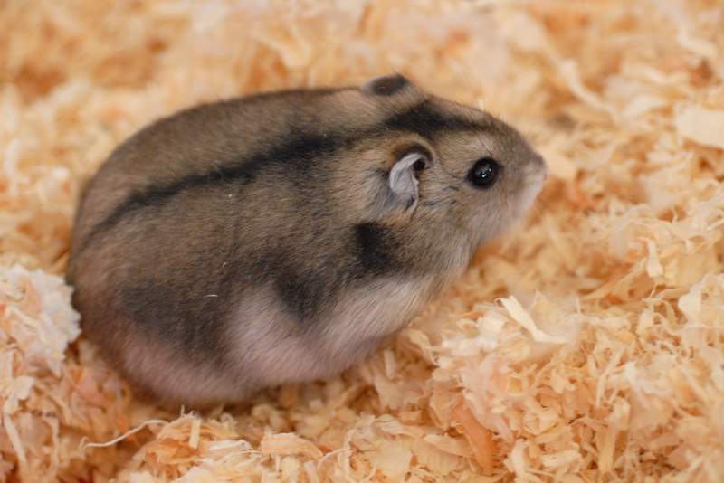 Random hamster
